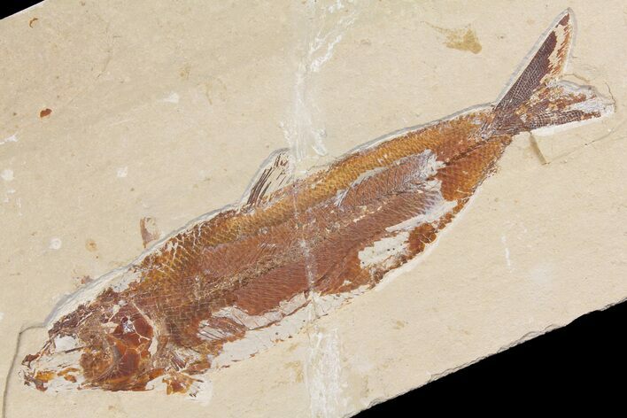 Cretaceous Fossil Fish (Osmeroides) - Hakel, Lebanon #163091